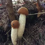 Nyaraló Ciche Pole