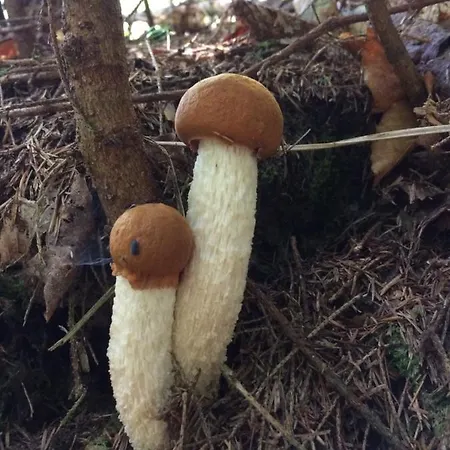 Ferienhaus Ciche Pole