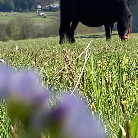 Ferienhaus Ciche Pole