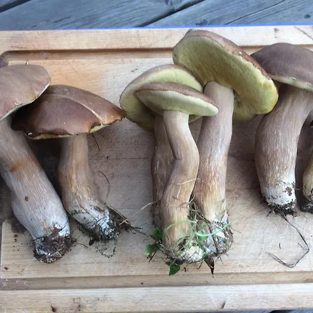 Tatil Evi Ciche Pole Maniowy