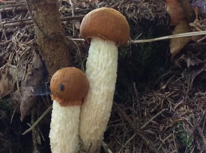 Tatil Evi Ciche Pole