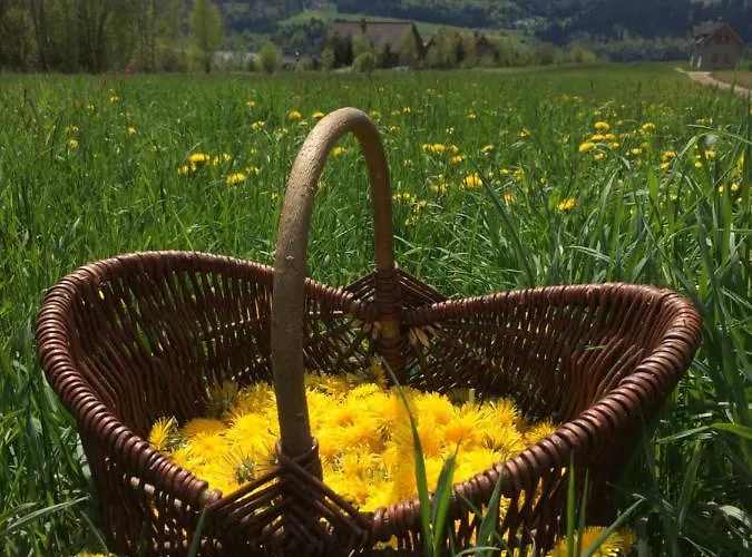 Ciche Pole Tatil Evi