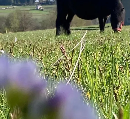 Tatil Evi Ciche Pole