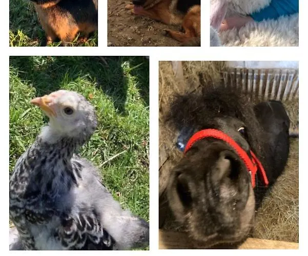 Ciche Pole Tatil Evi Maniowy