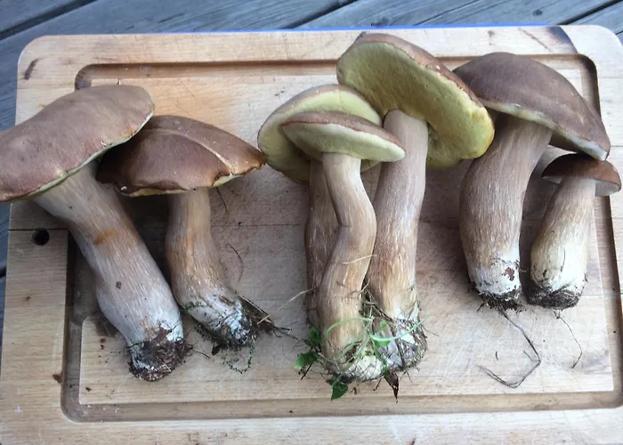 Prázdninový dům Ciche Pole Maniowy